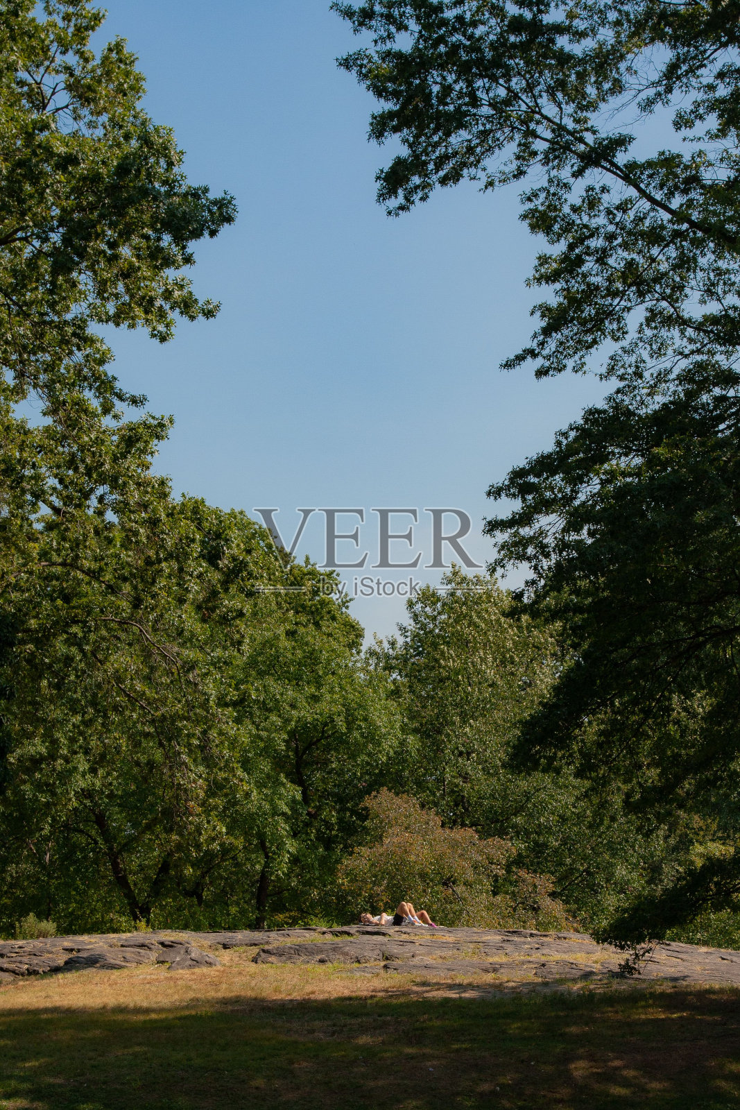 垂直拍摄的公园，人们在草地上放松，周围是绿色的树木照片摄影图片