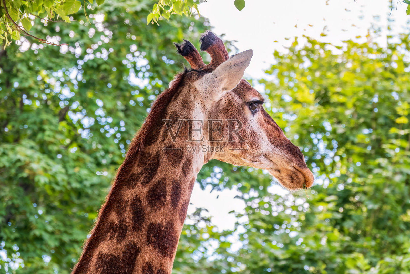 特写长颈鹿头在蓝天背景照片摄影图片