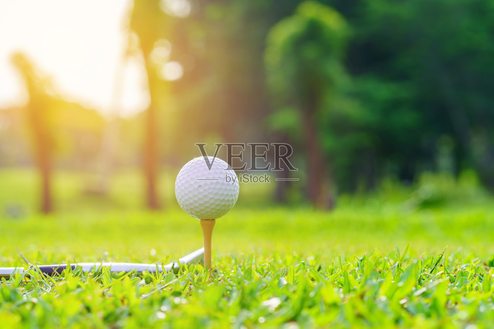 绿色草地上的高尔夫球，准备在高尔夫球场上击球照片摄影图片