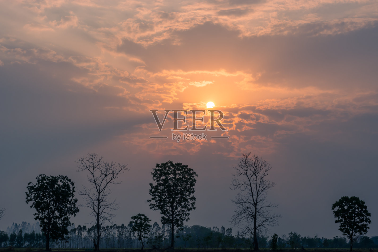 树剪影在日落背景。照片摄影图片