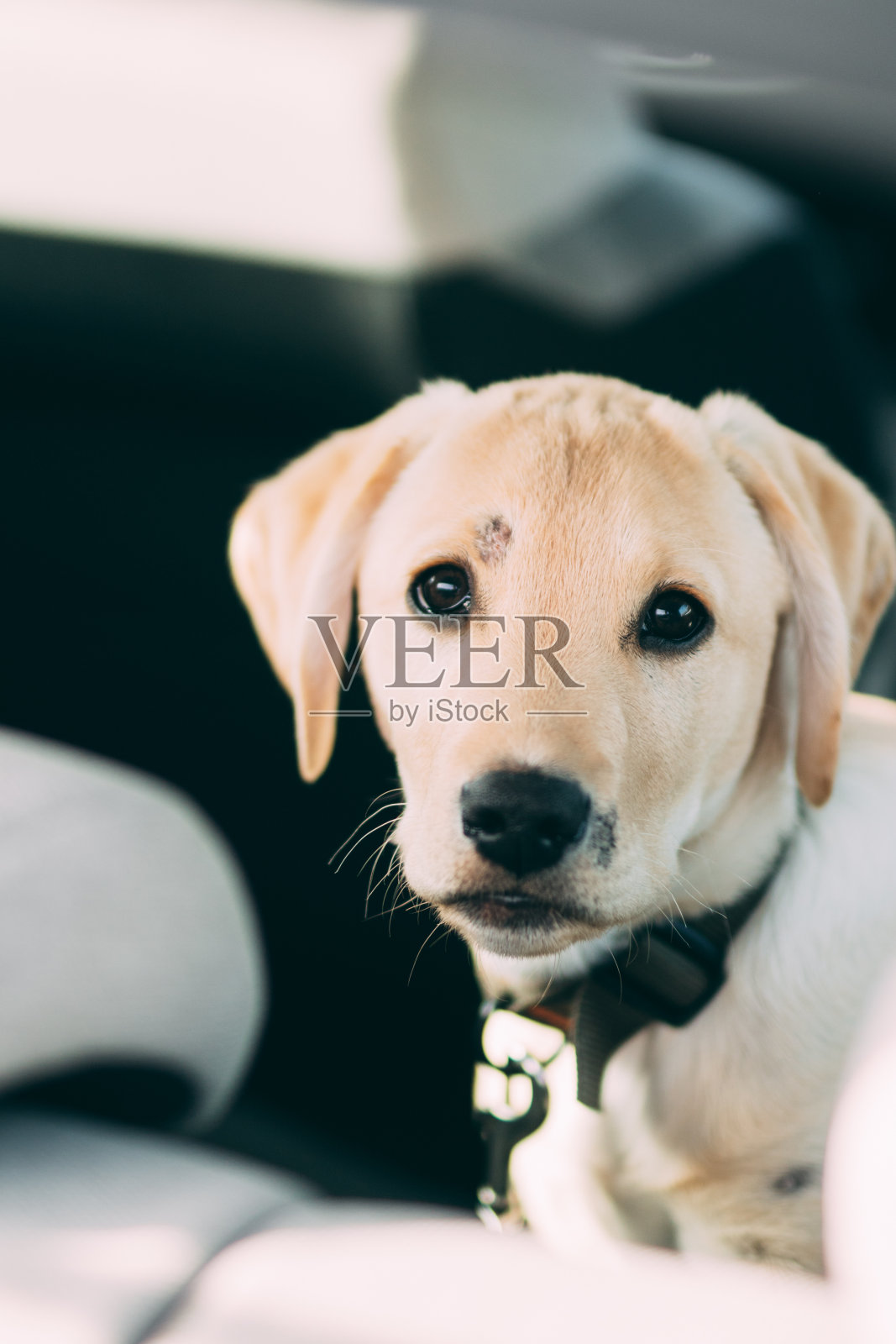 一只可爱的寻回犬的垂直镜头照片摄影图片