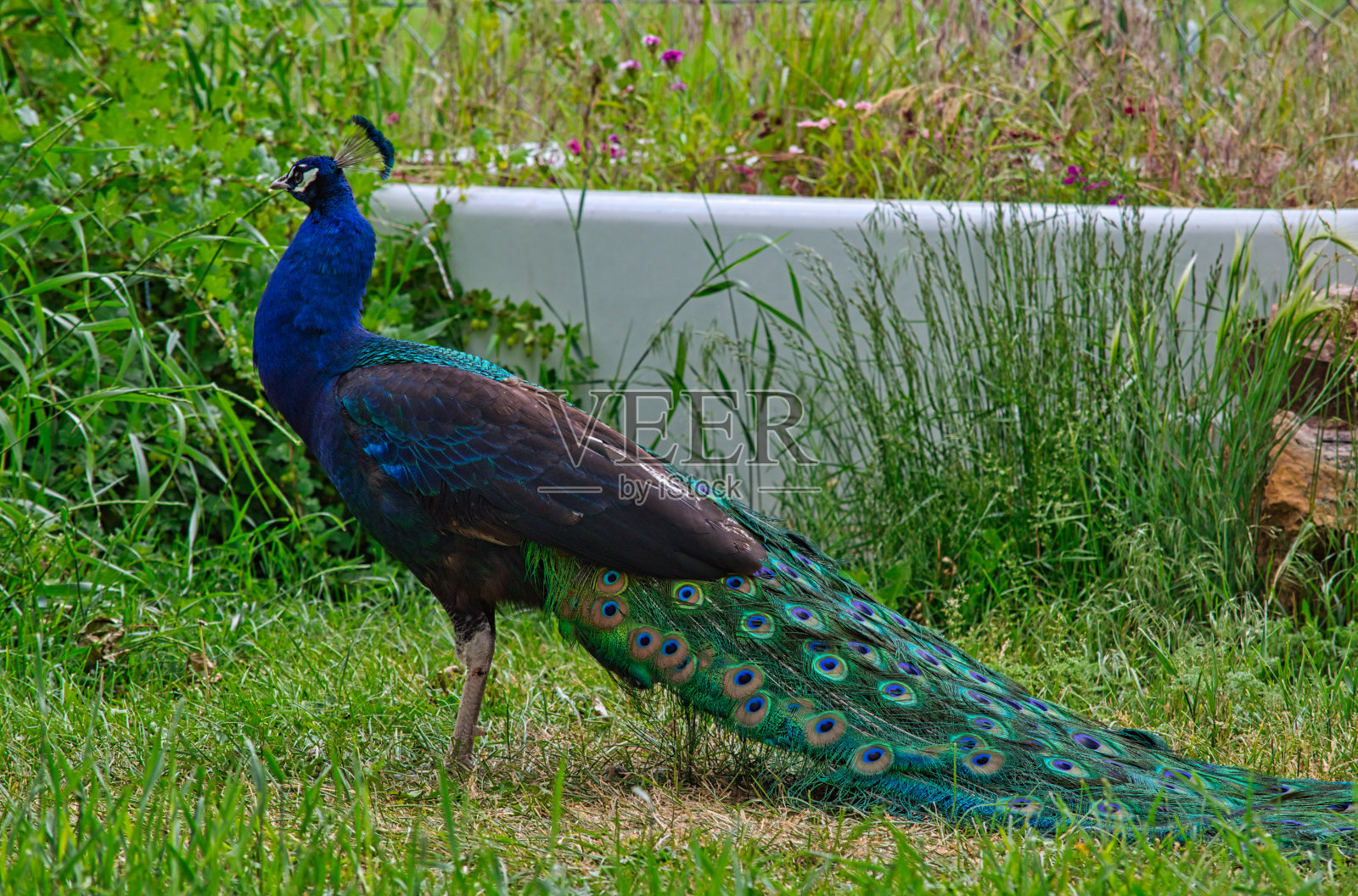 大自然中雄孔雀的特写镜头照片摄影图片