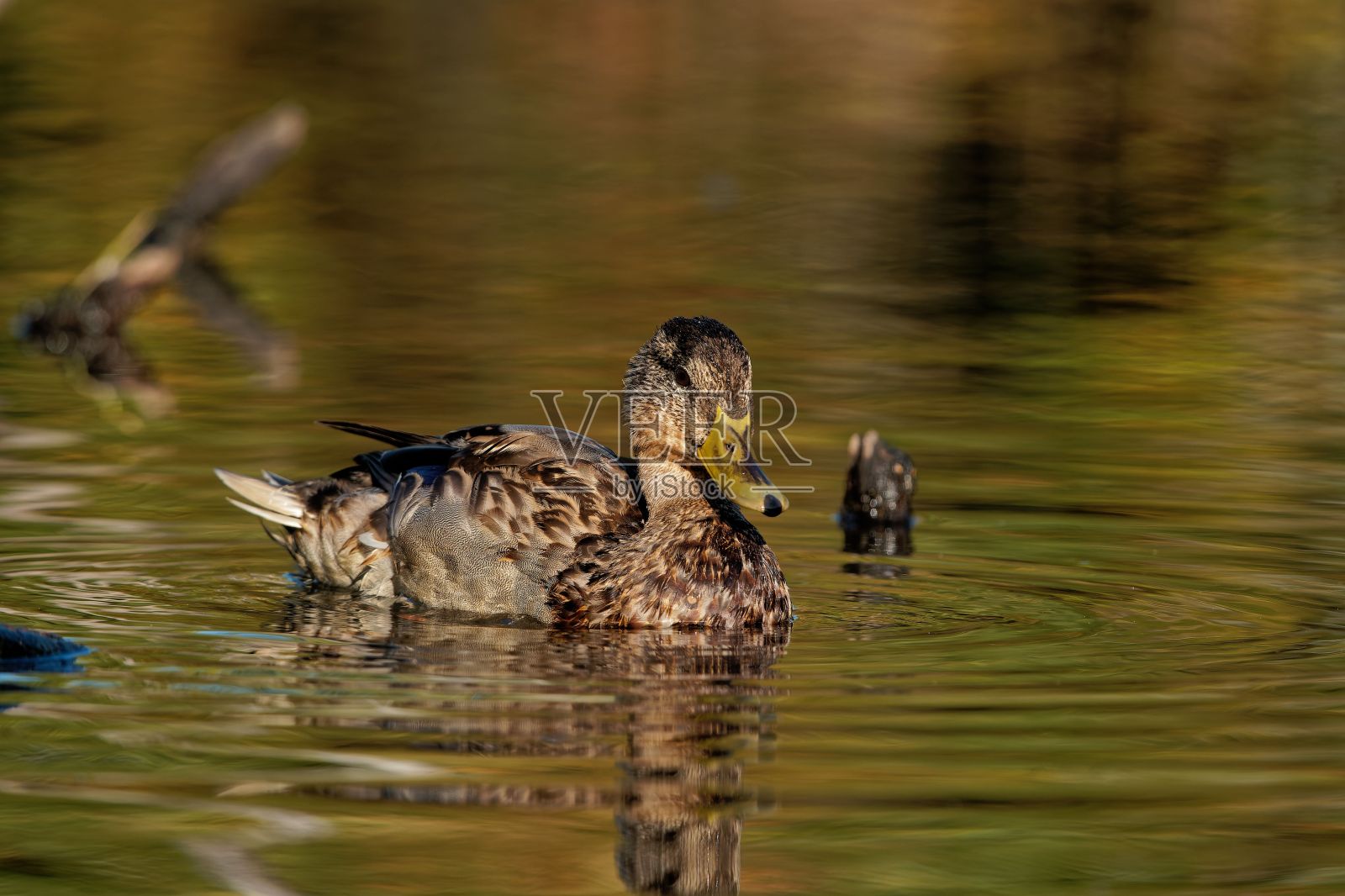 一只家鸭在湖中游泳的特写镜头照片摄影图片