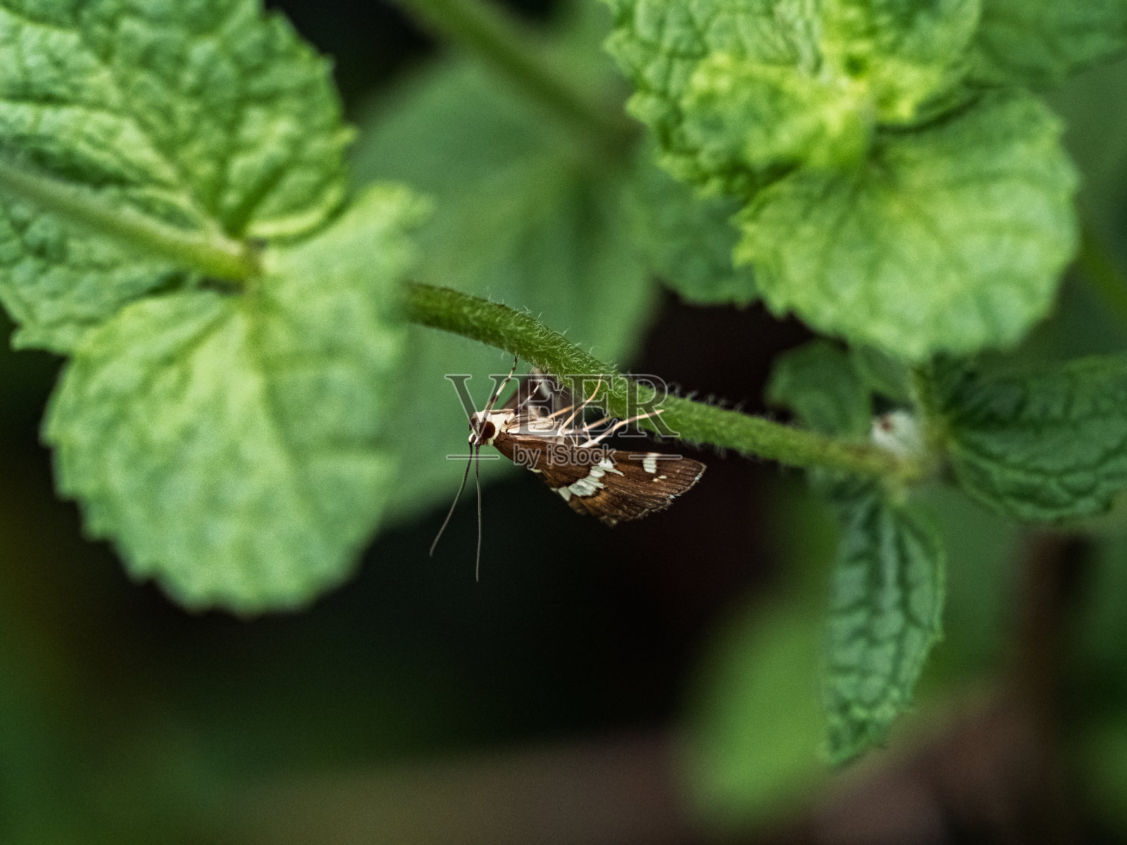 夏威夷甜菜网虫在绿叶中的蛾子照片摄影图片