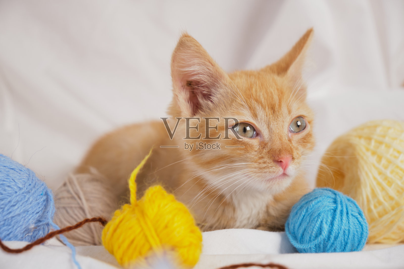 可爱的姜黄色猫和不同颜色的线球在白色床单的背景照片摄影图片
