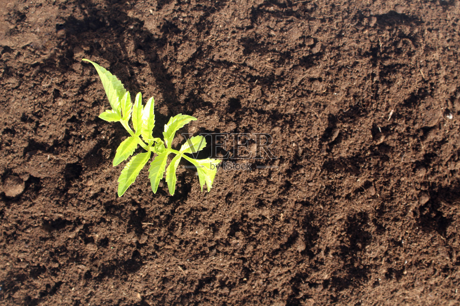 一颗绿色的小芽开始在地上生长，俯视图。照片摄影图片