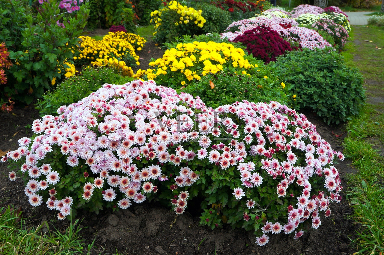 菊花植物的粉红色，黄色和红色的花。照片摄影图片