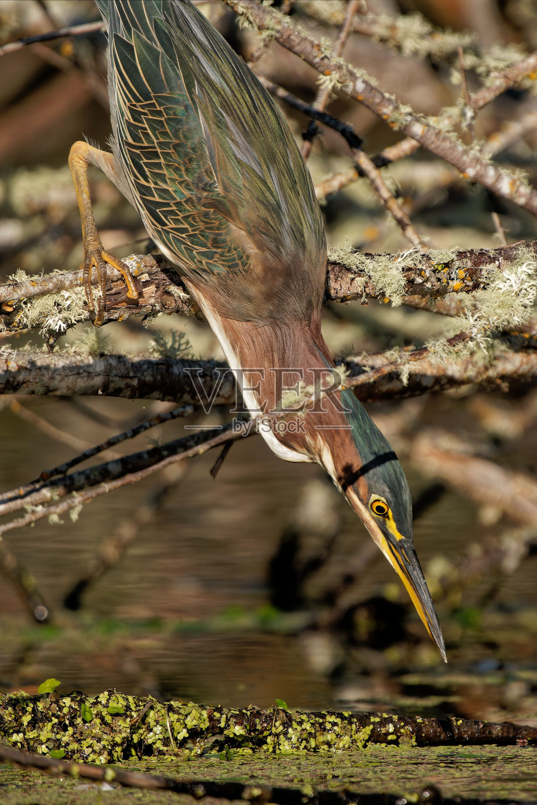 一只绿鹭栖息在树枝上的垂直镜头照片摄影图片
