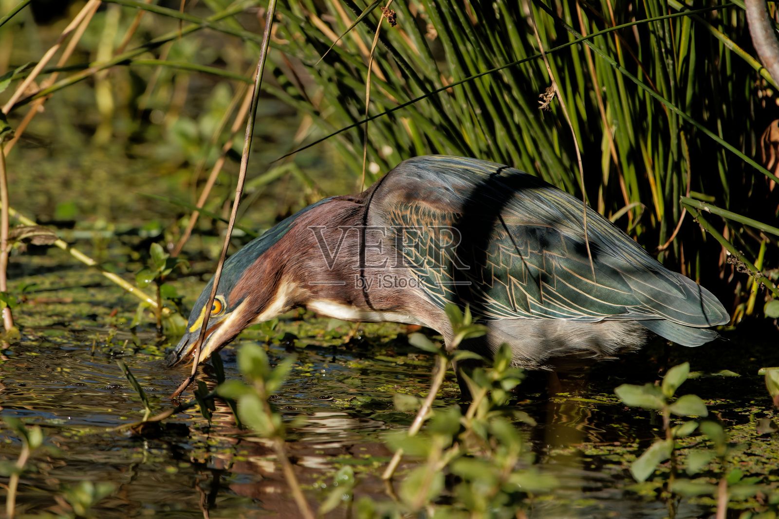 在一个阳光明媚的日子里，一只绿鹭在水边的特写镜头照片摄影图片