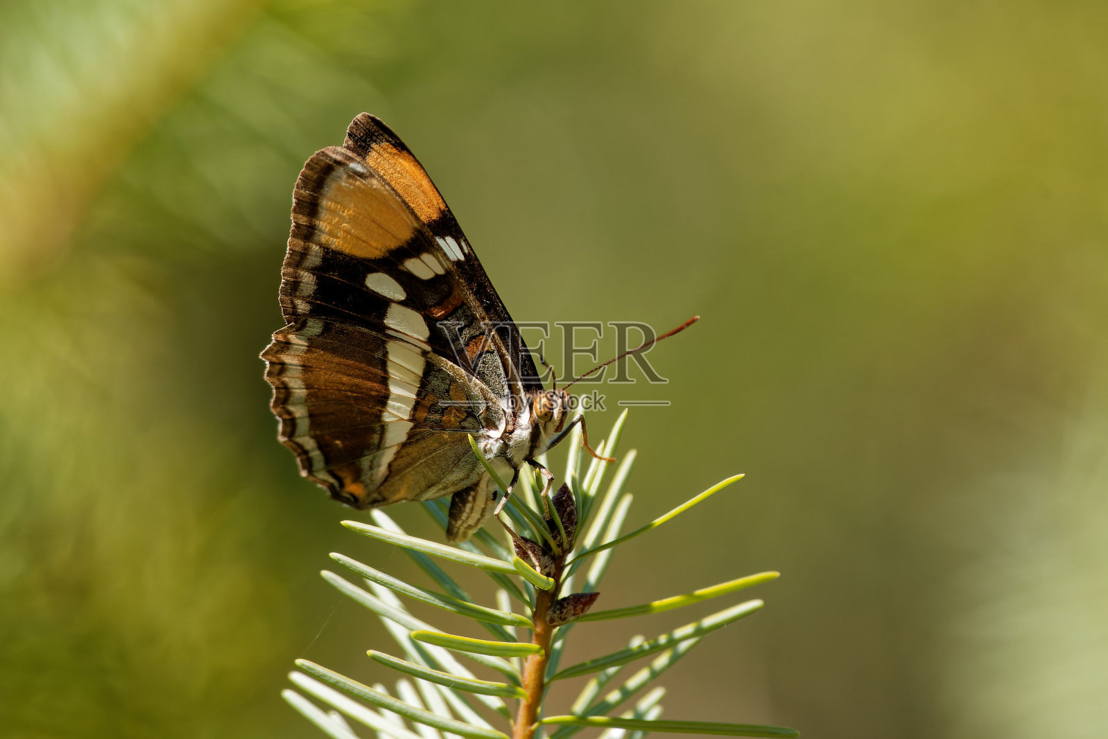 蝴蝶姐姐栖息在植物的树枝上照片摄影图片