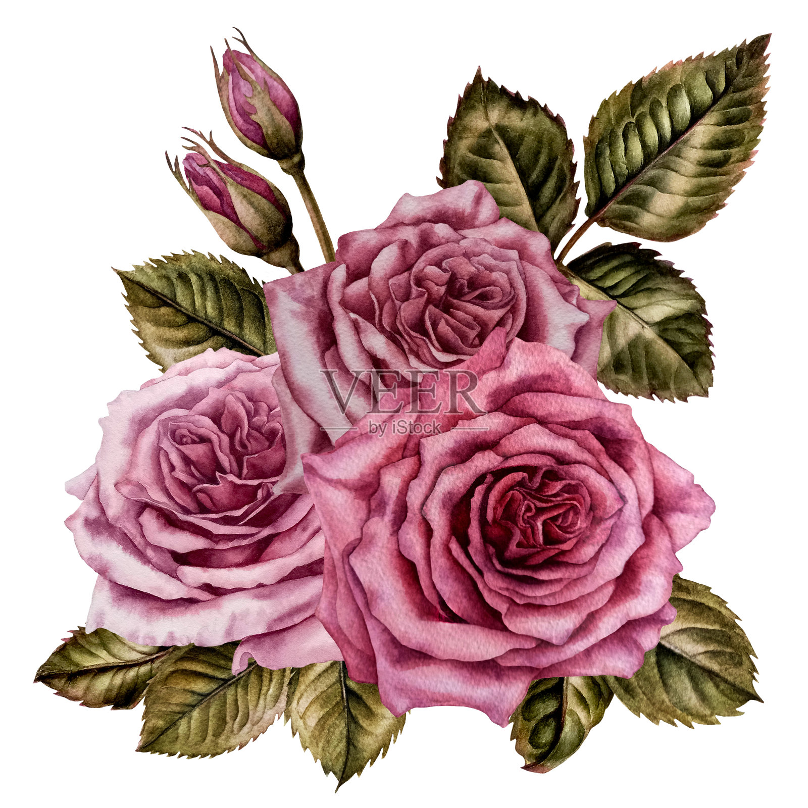 水彩画的粉红玫瑰和绿叶的植物插图的技术。插画图片素材