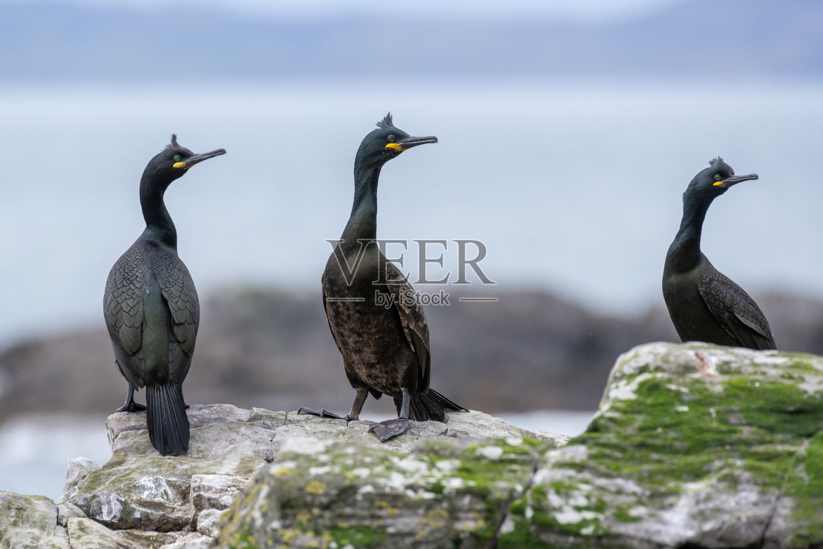 苏格兰岩石海岸上的一群欧洲长毛狗照片摄影图片