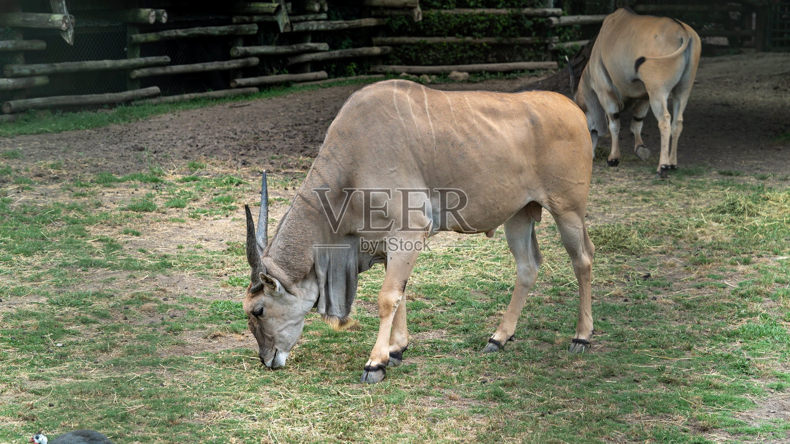 羚羊在动物园吃草的普通草原照片摄影图片