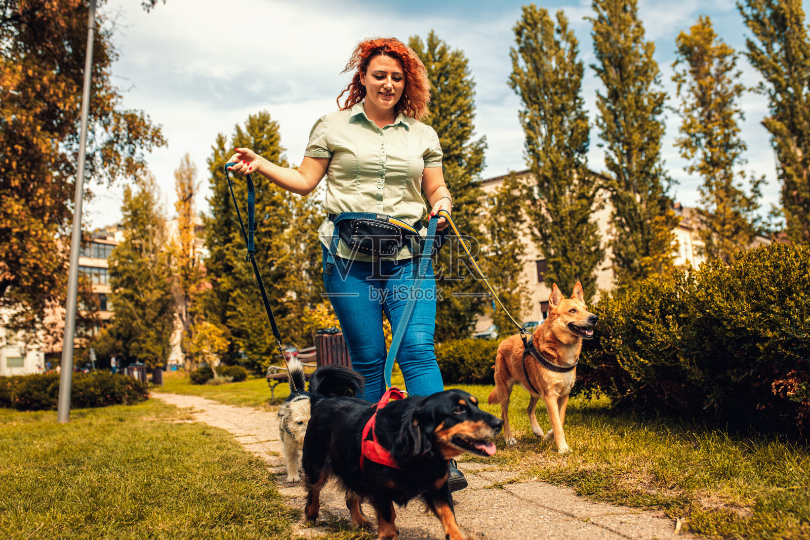 女性遛狗者带着狗在城市公园玩耍。照片摄影图片