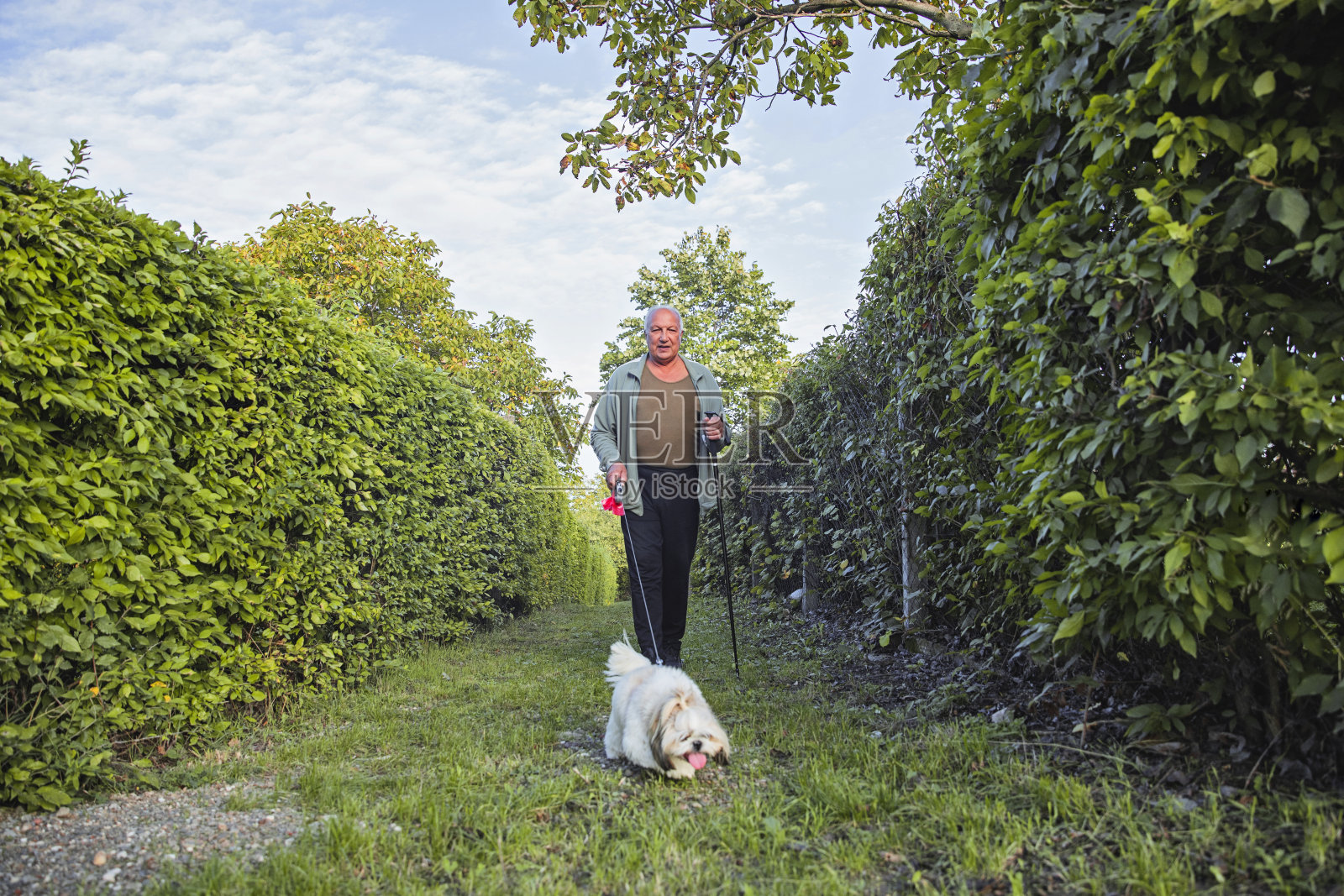 老人带着他的狗散步照片摄影图片