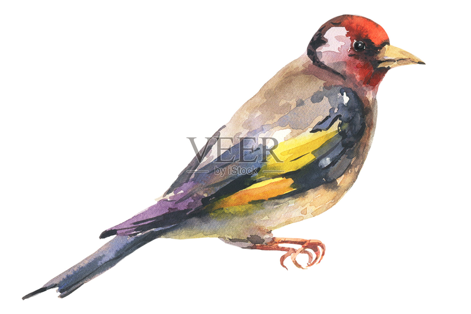 金翅雀水彩画插图。手画近距离美丽的雀与黑色和黄色的羽毛。插画图片素材