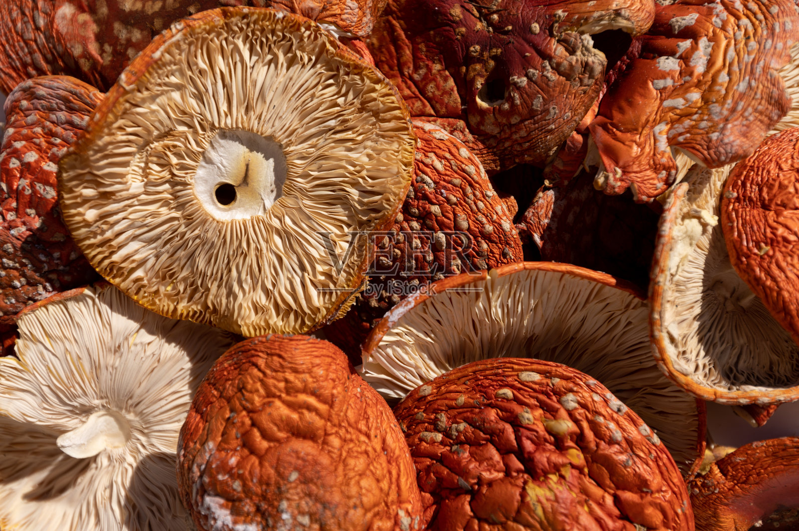 毒蝇干红帽照片摄影图片