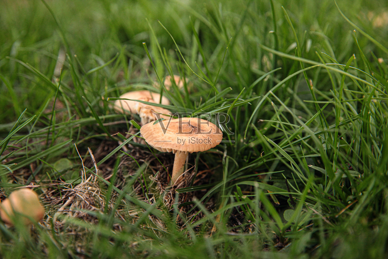 香菇照片摄影图片