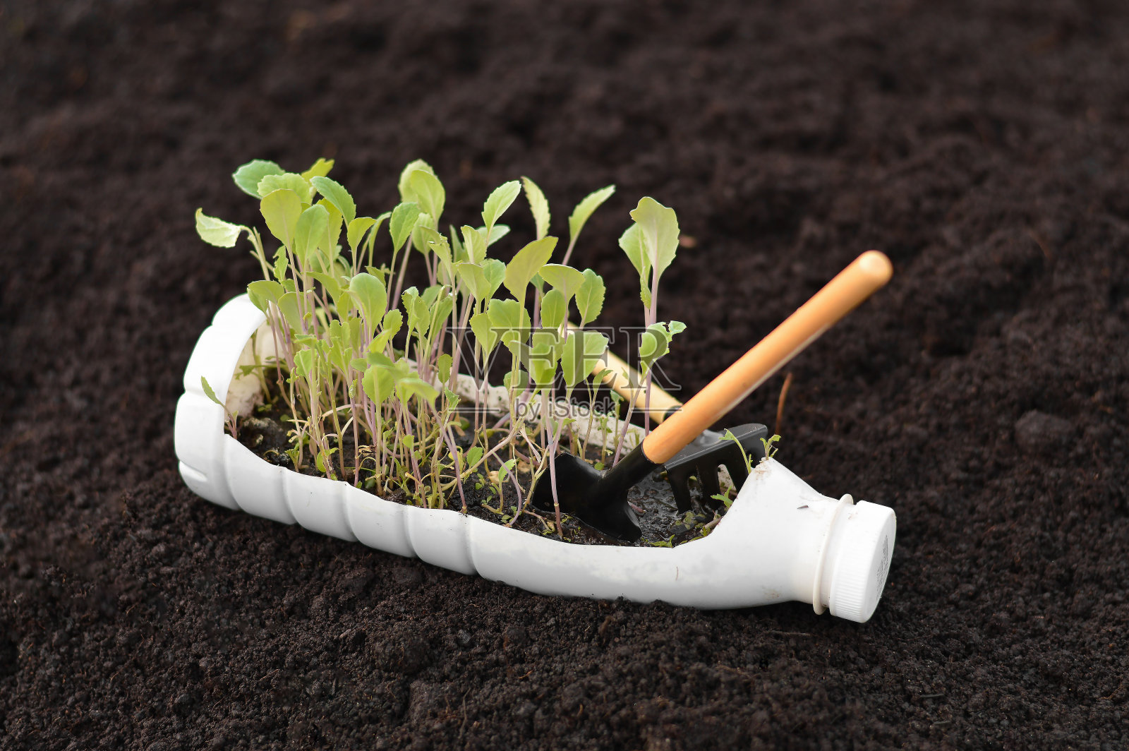 在用塑料瓶切割而成的DIY塑料罐中培育年轻的绿色幼苗。回收再利用的绿色园林理念。照片摄影图片