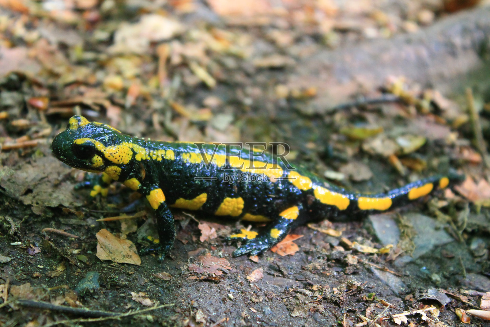 火蝾螈（萨拉曼德拉萨拉曼德拉）照片摄影图片
