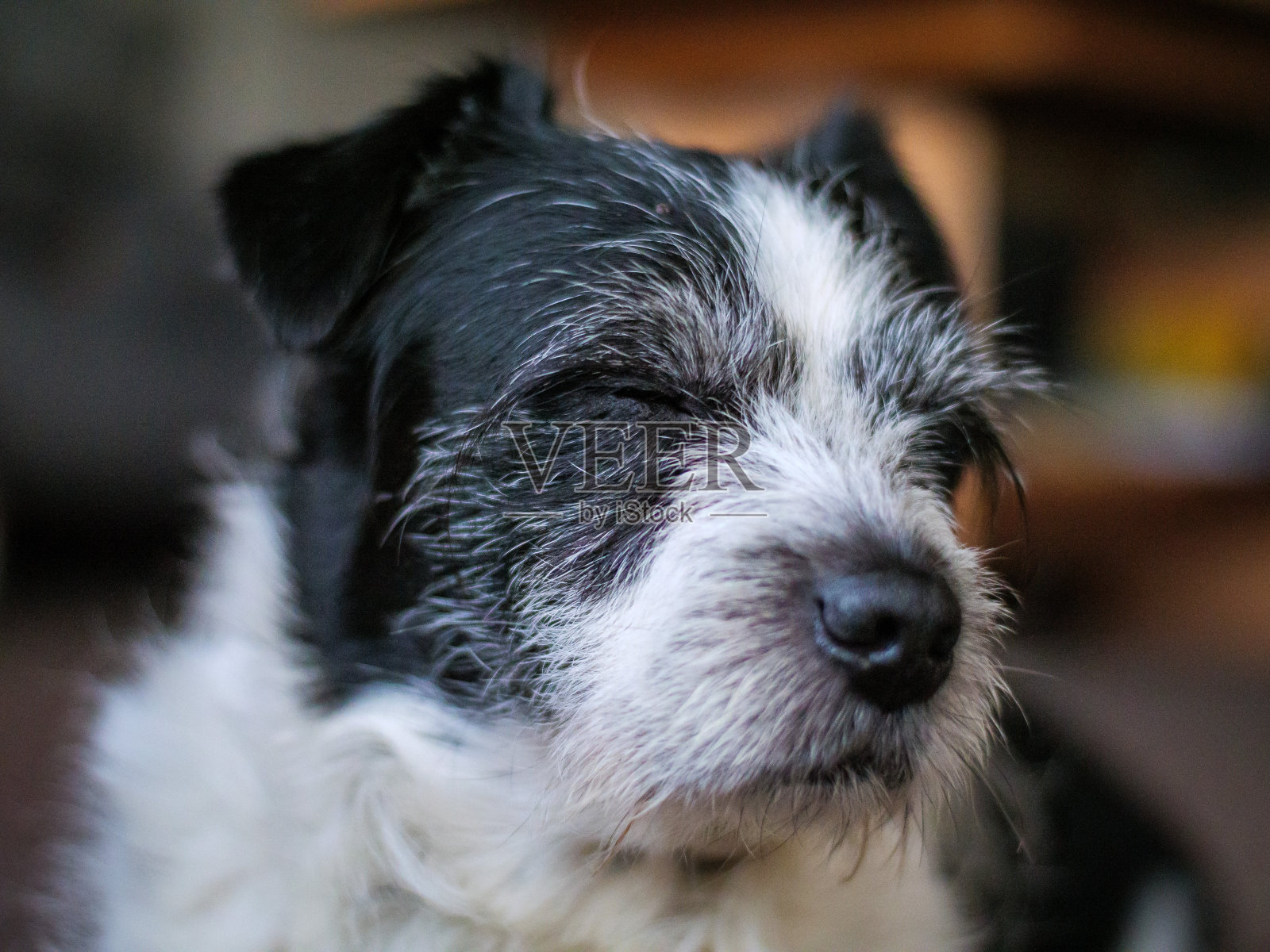 特写的白色和黑色Biewer梗狗睡觉照片摄影图片