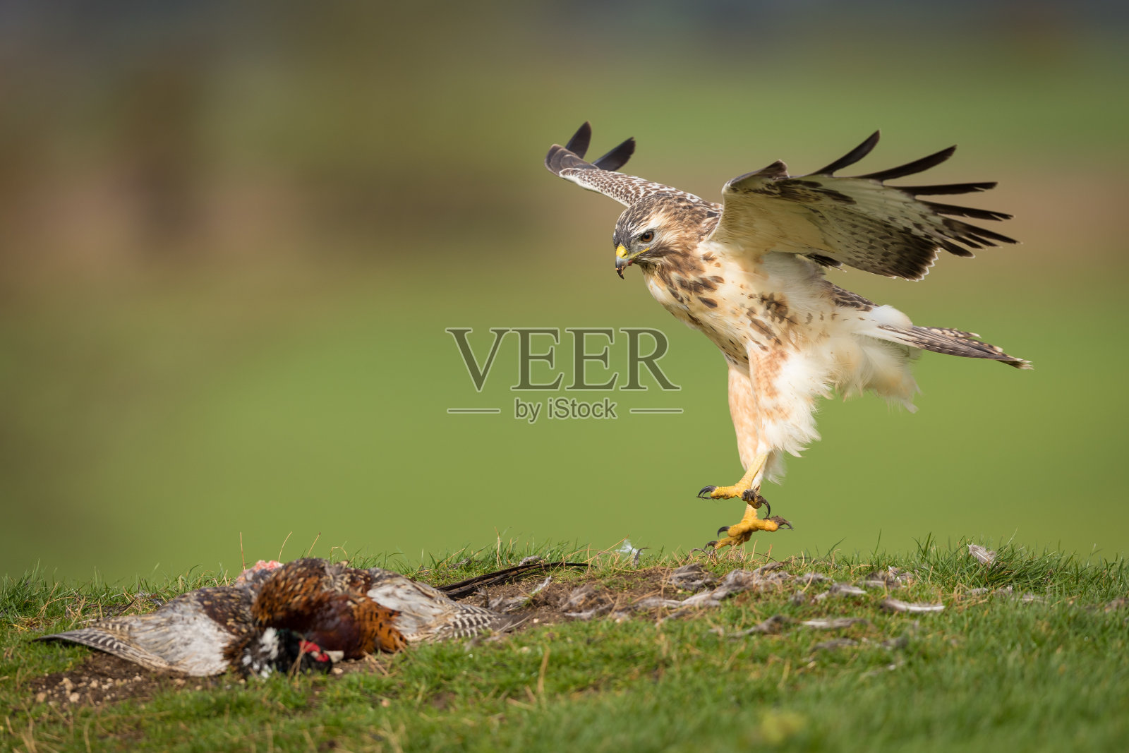 一只普通秃鹰杀死另一只鸟的特写镜头照片摄影图片