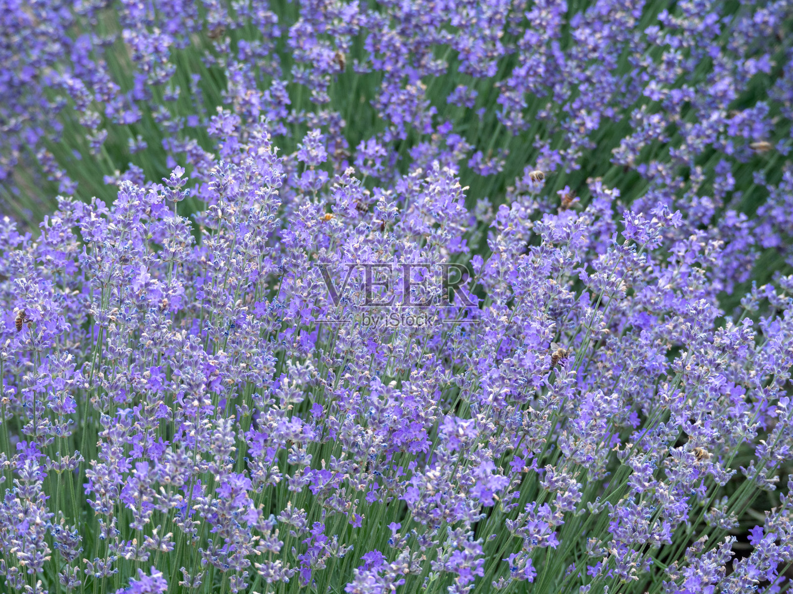 成排的薰衣草照片摄影图片