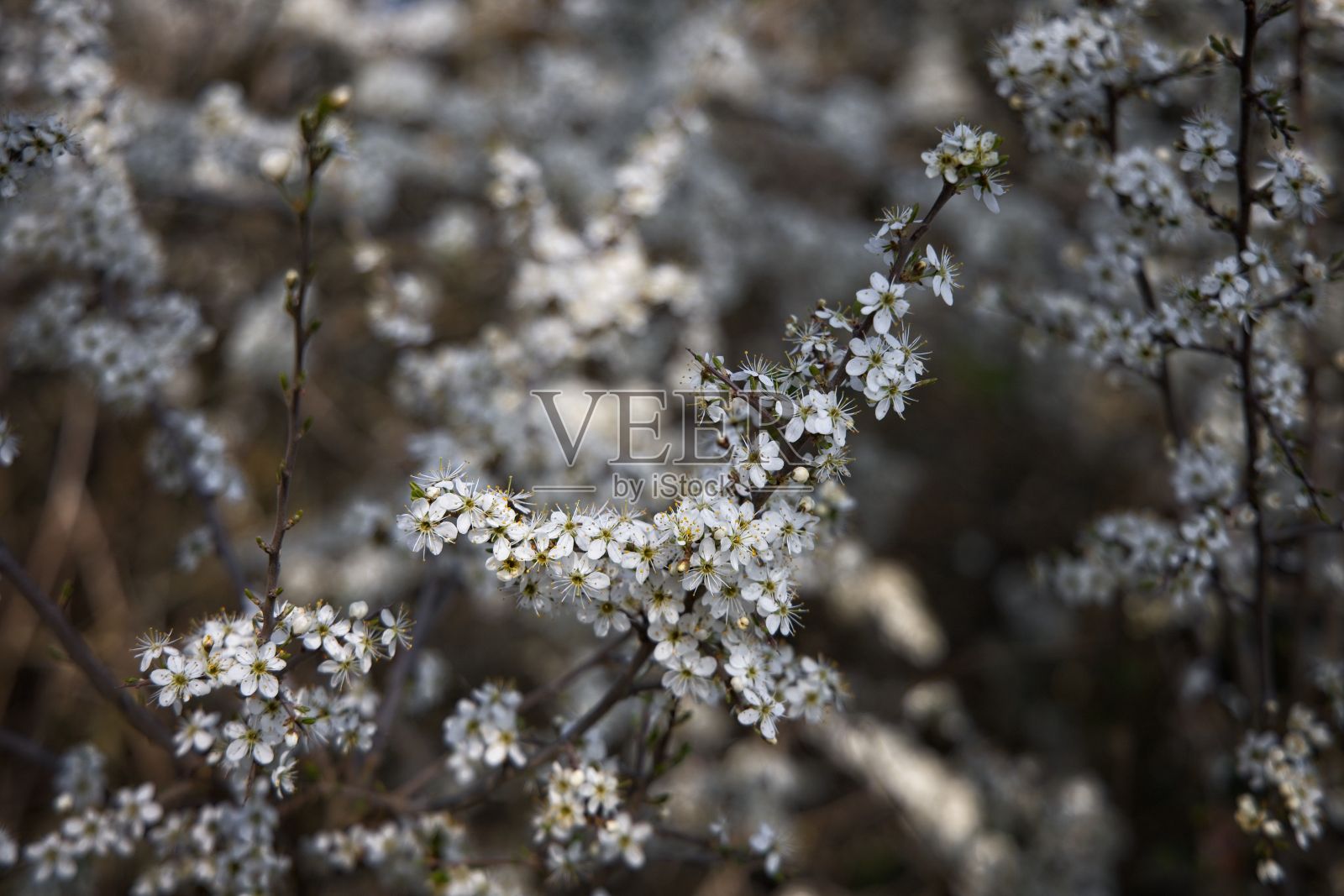小白花的特写镜头照片摄影图片