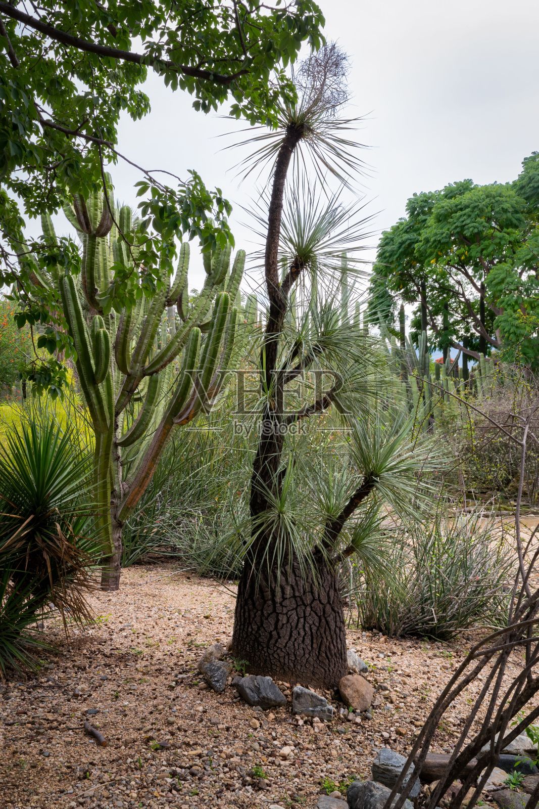 在墨西哥瓦哈卡的民族植物园里，垂直的薄叶松树和一棵仙人掌。照片摄影图片