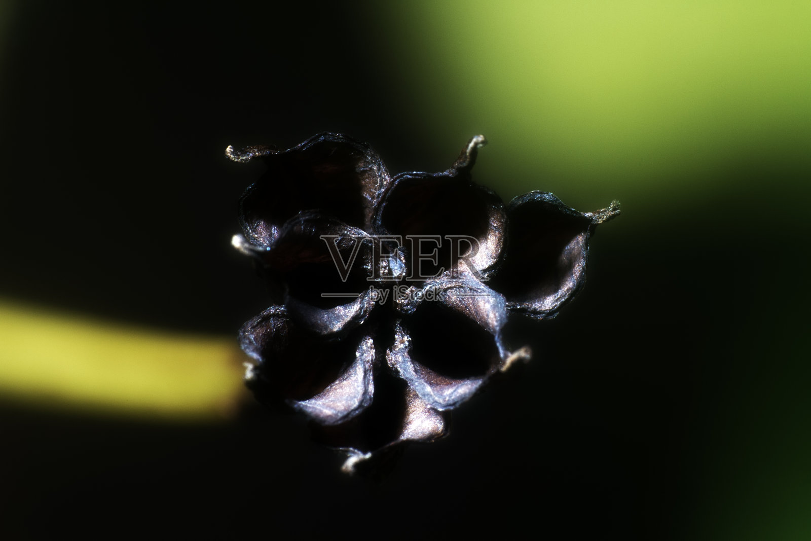 爆裂的种子箱就像黑色的死亡之花。照片摄影图片