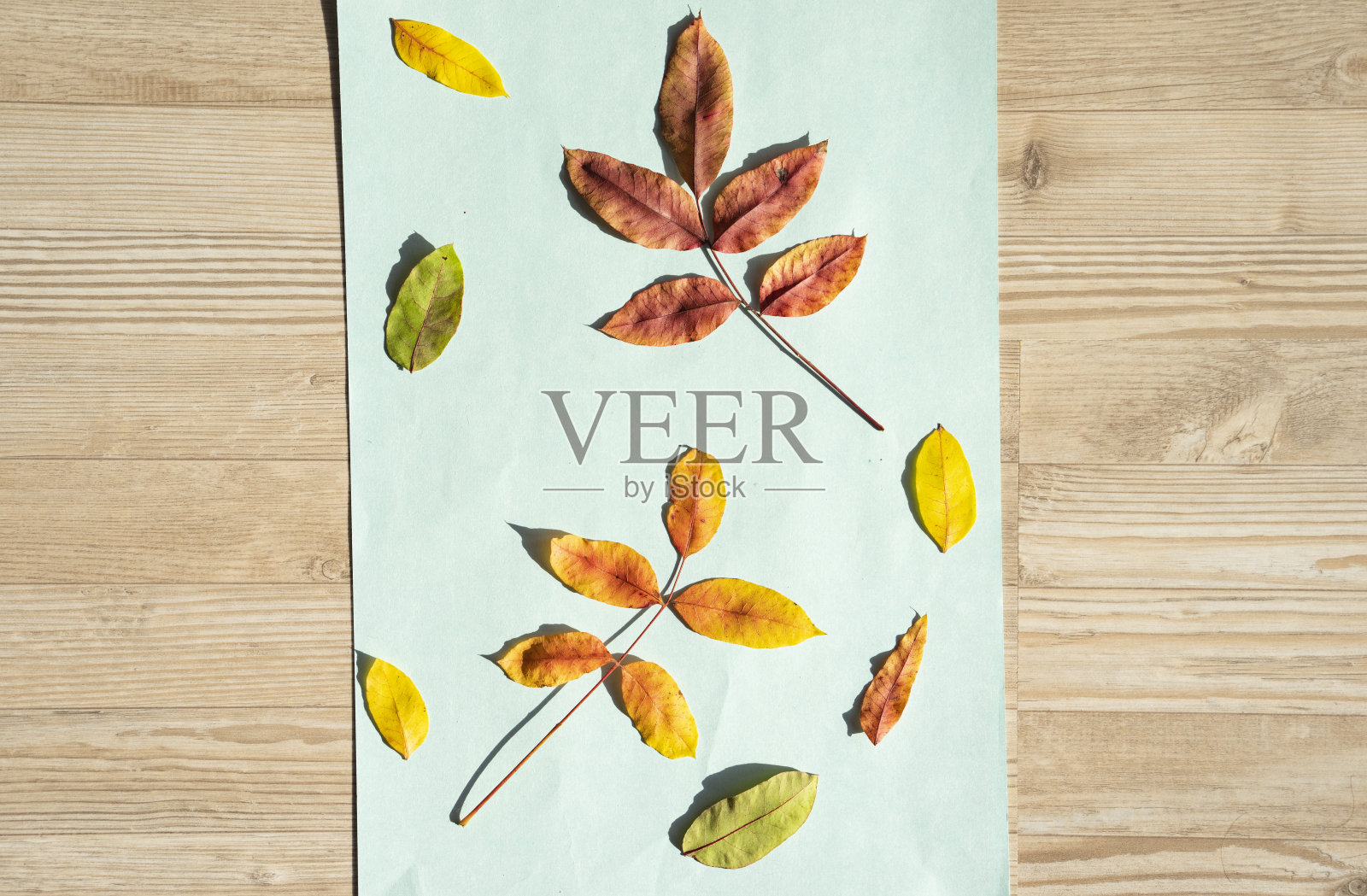 背景照片中的秋叶，土耳其伊斯坦布尔乌斯库达尔照片摄影图片