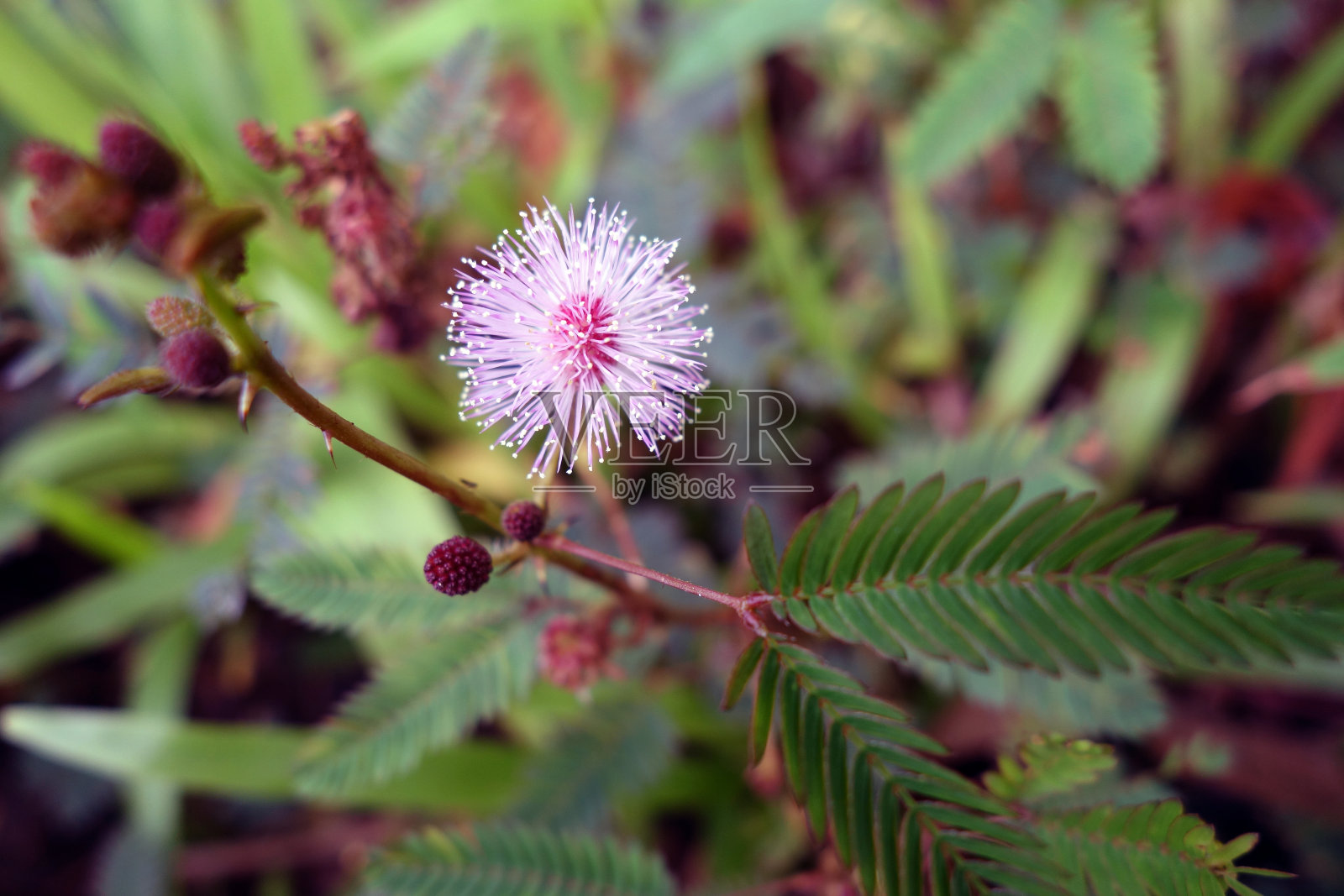 粉色的小花照片摄影图片