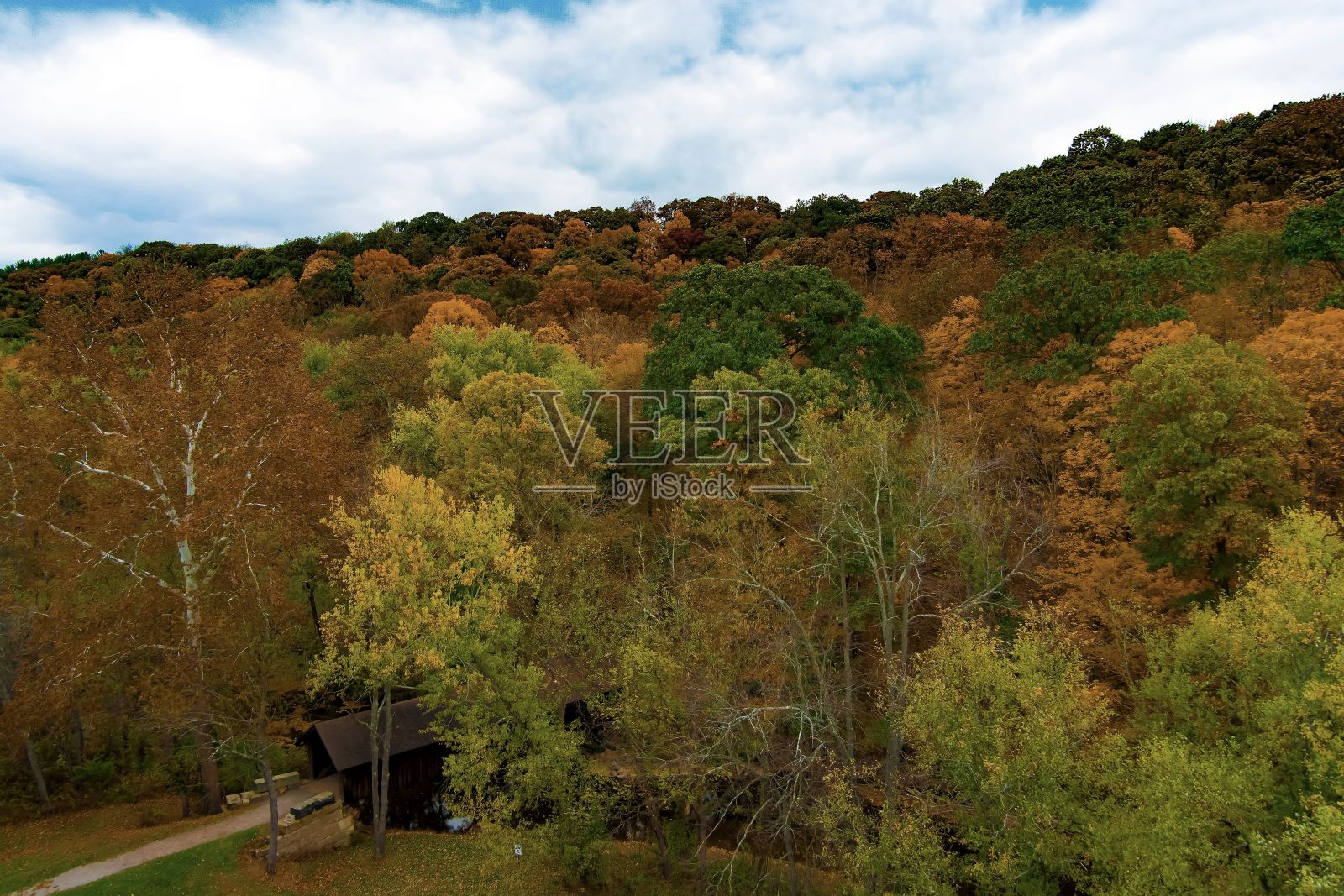 茂密的秋季森林，树木颜色各异照片摄影图片