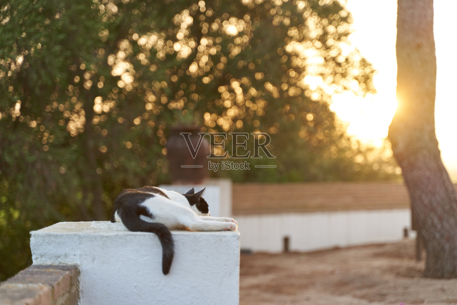 在巴伦西亚的日落时分，一只猫在小教堂附近睡觉照片摄影图片