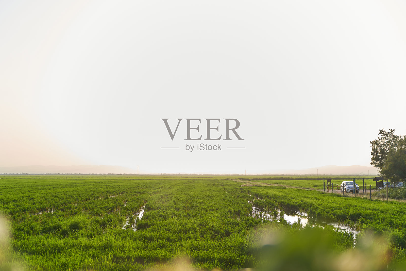 瓦伦西亚L'albufera自然公园的绿色稻田和水照片摄影图片