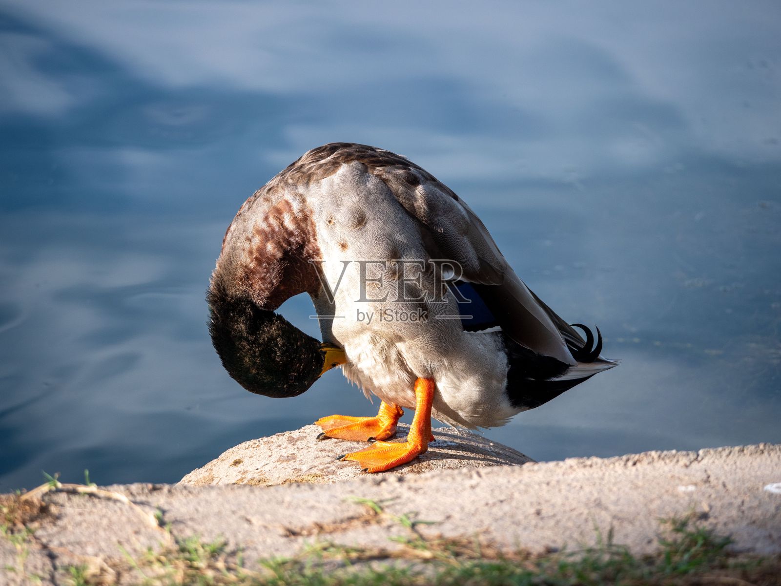 在一个阳光明媚的日子里，一只鸭子站在湖岸上用嘴挠自己照片摄影图片
