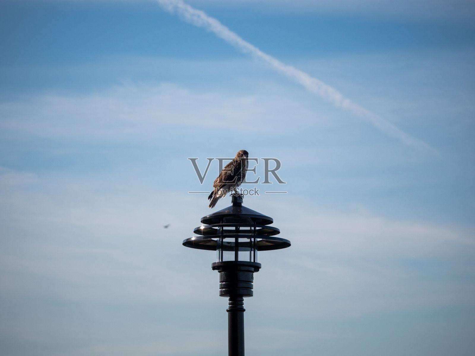 苍穹下，鹰栖在路灯上照片摄影图片