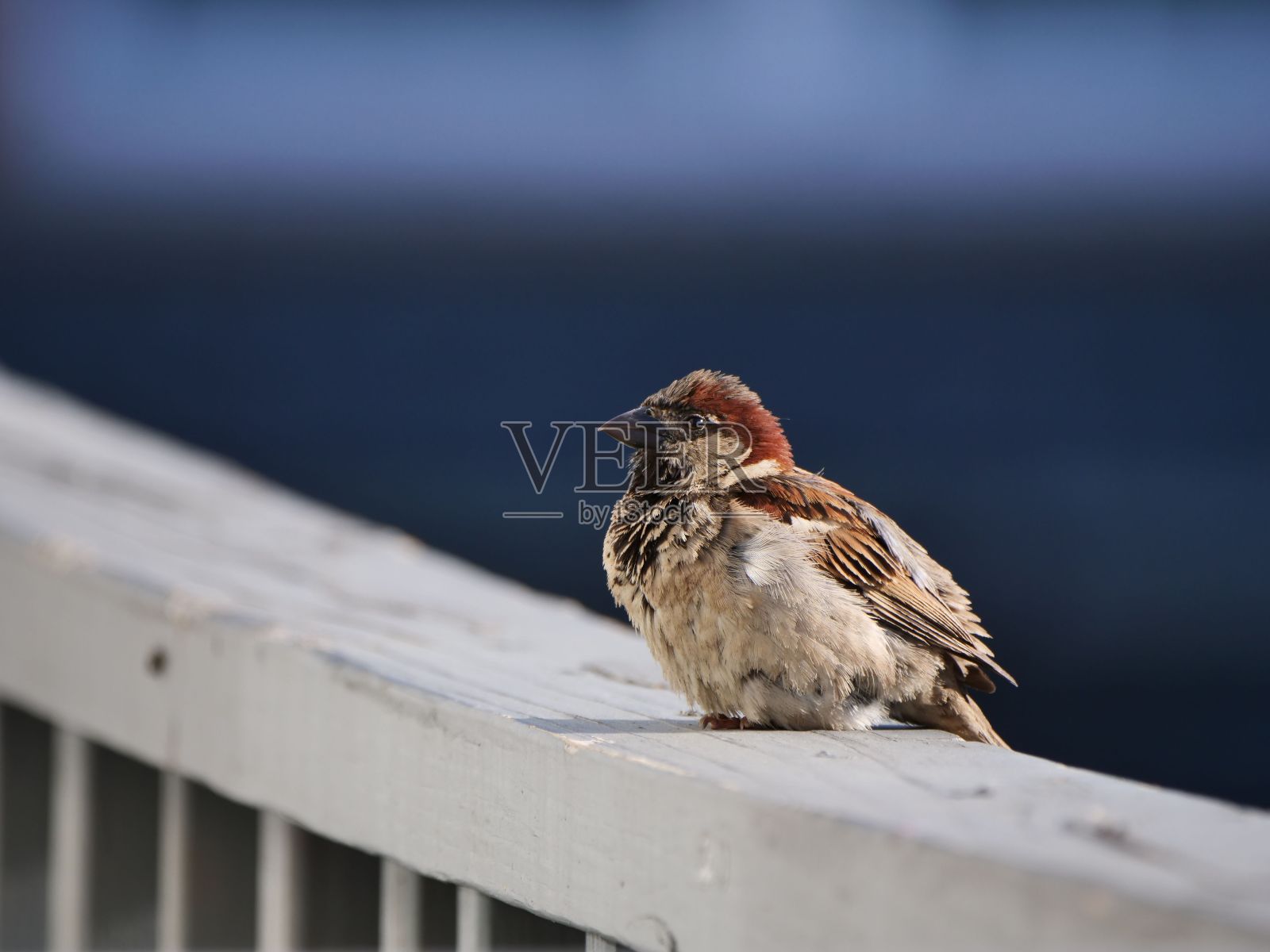 一只意大利麻雀坐在木栅栏上的选择性聚焦镜头照片摄影图片