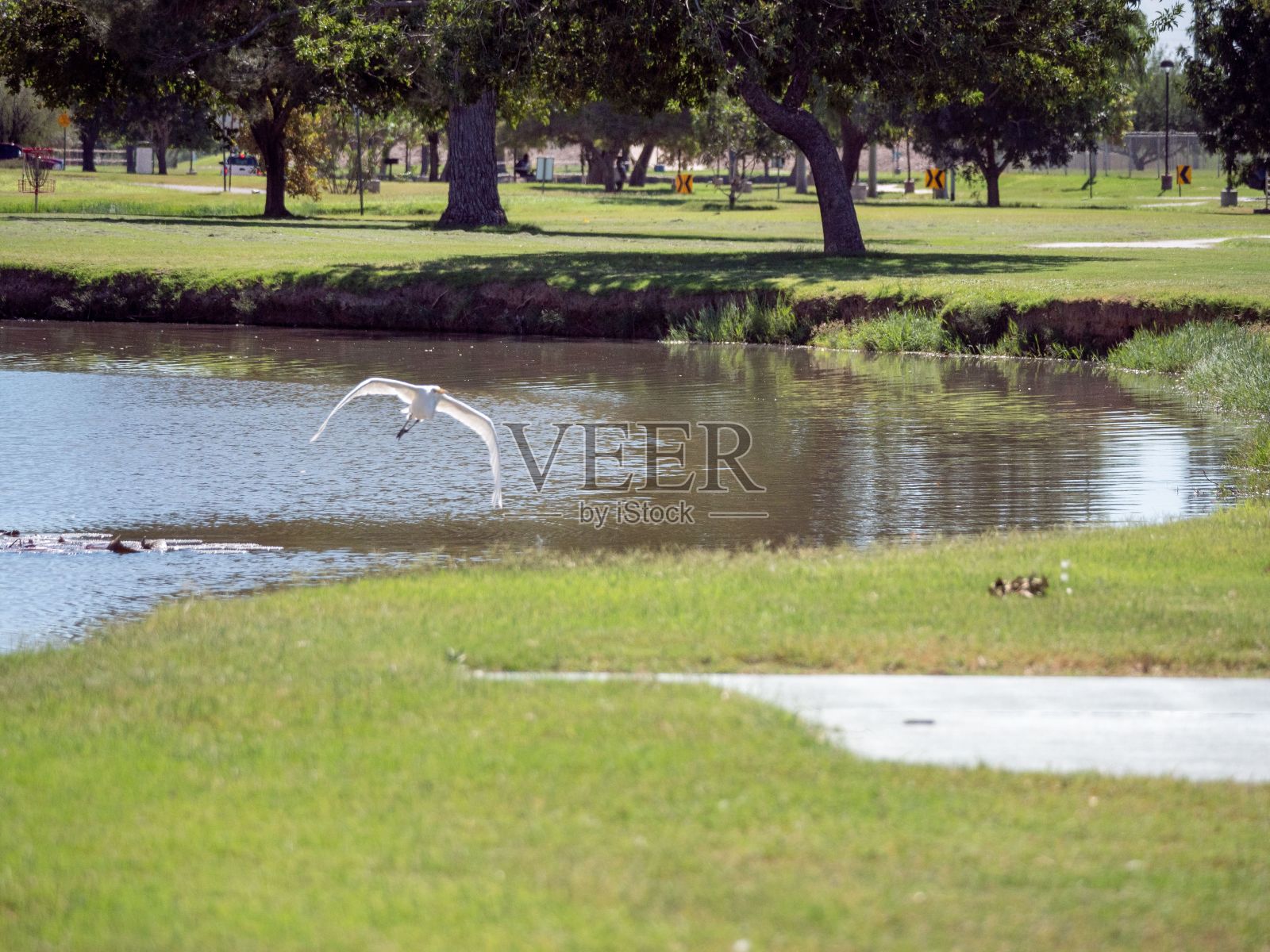白鸟飞过河流的美丽照片照片摄影图片