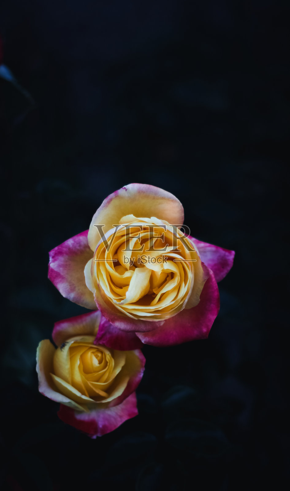 花园的俯视图，有黄色和红色的玫瑰，背景是蓝色的叶子照片摄影图片