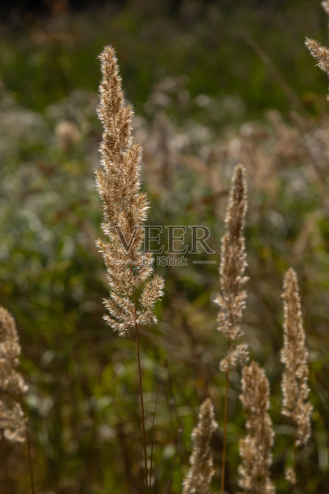 菖蒲是一种多年生草本植物，属细长腿科，根状茎长匍匐。秋天有种子的植物。药用植物照片摄影图片