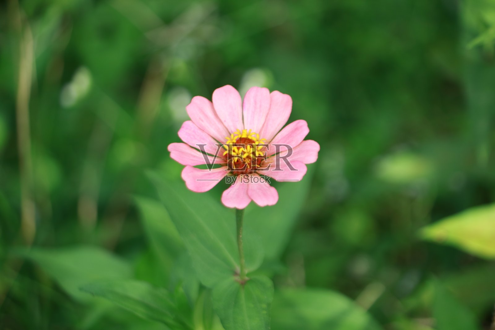 百日菊花生长在花园里照片摄影图片