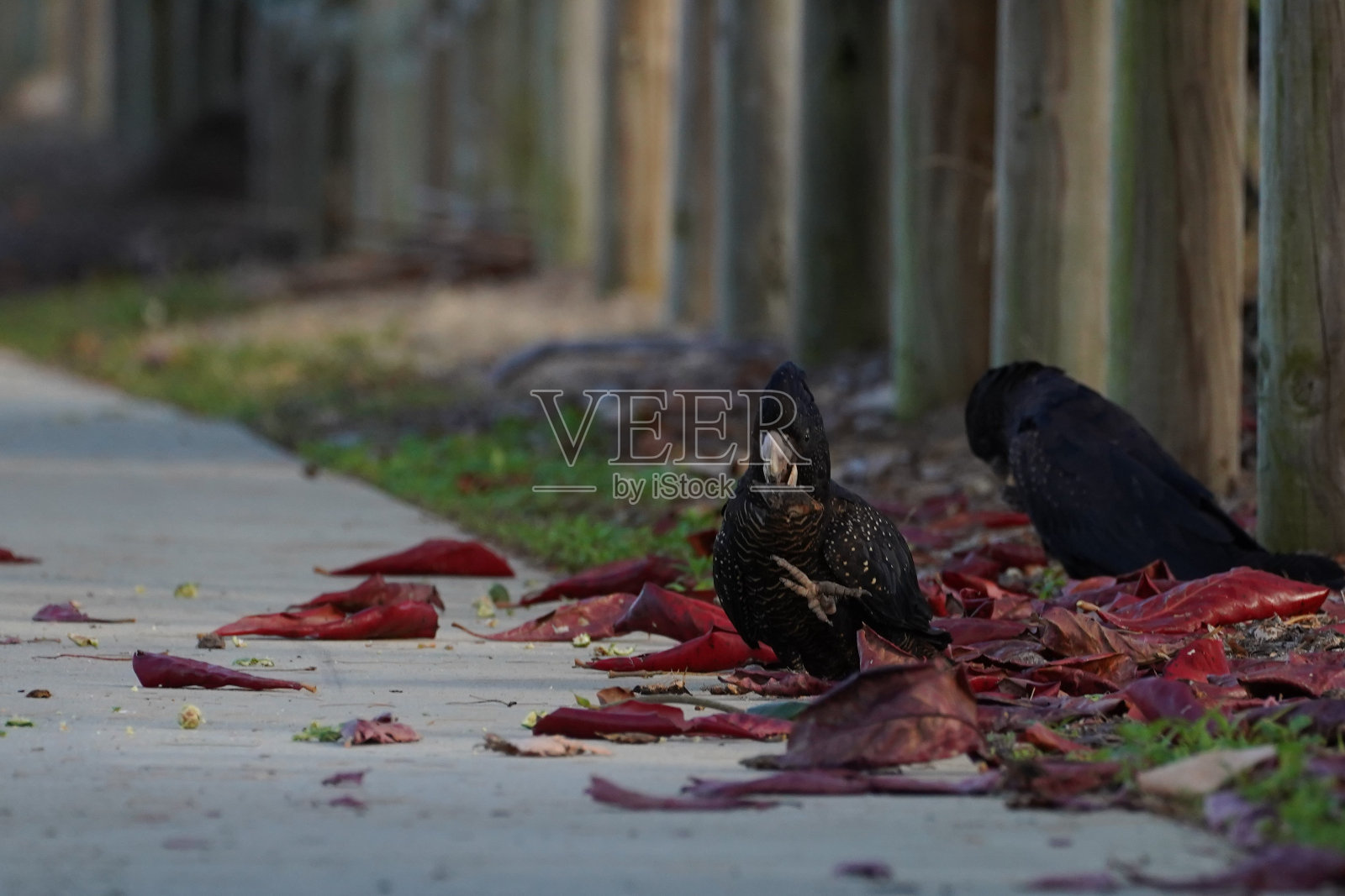 黑凤头鹦鹉在路边吃东西照片摄影图片