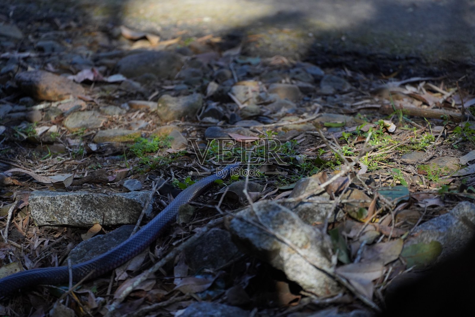 一条红腹黑蛇滑过岩石照片摄影图片