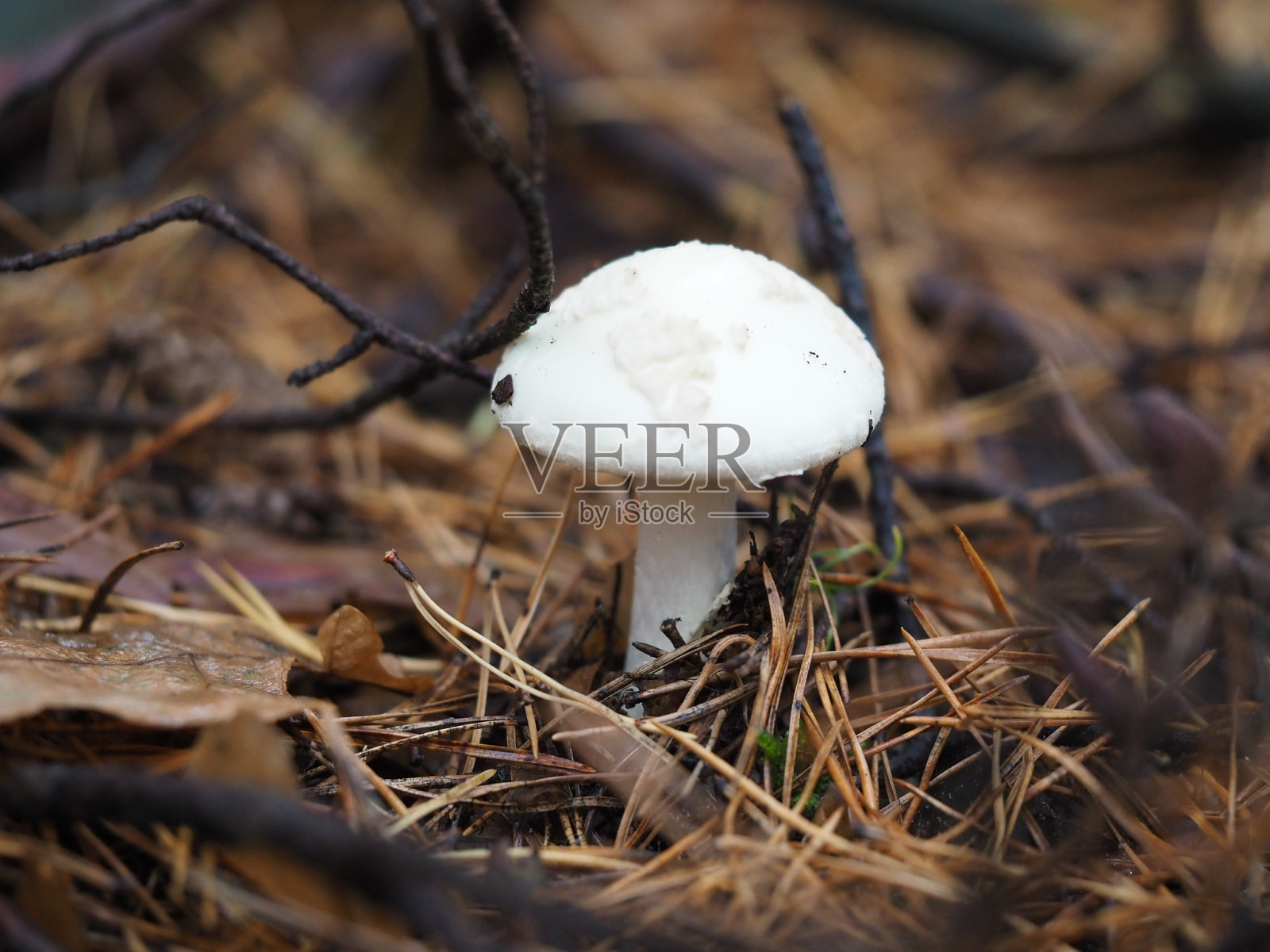 白蘑菇照片摄影图片