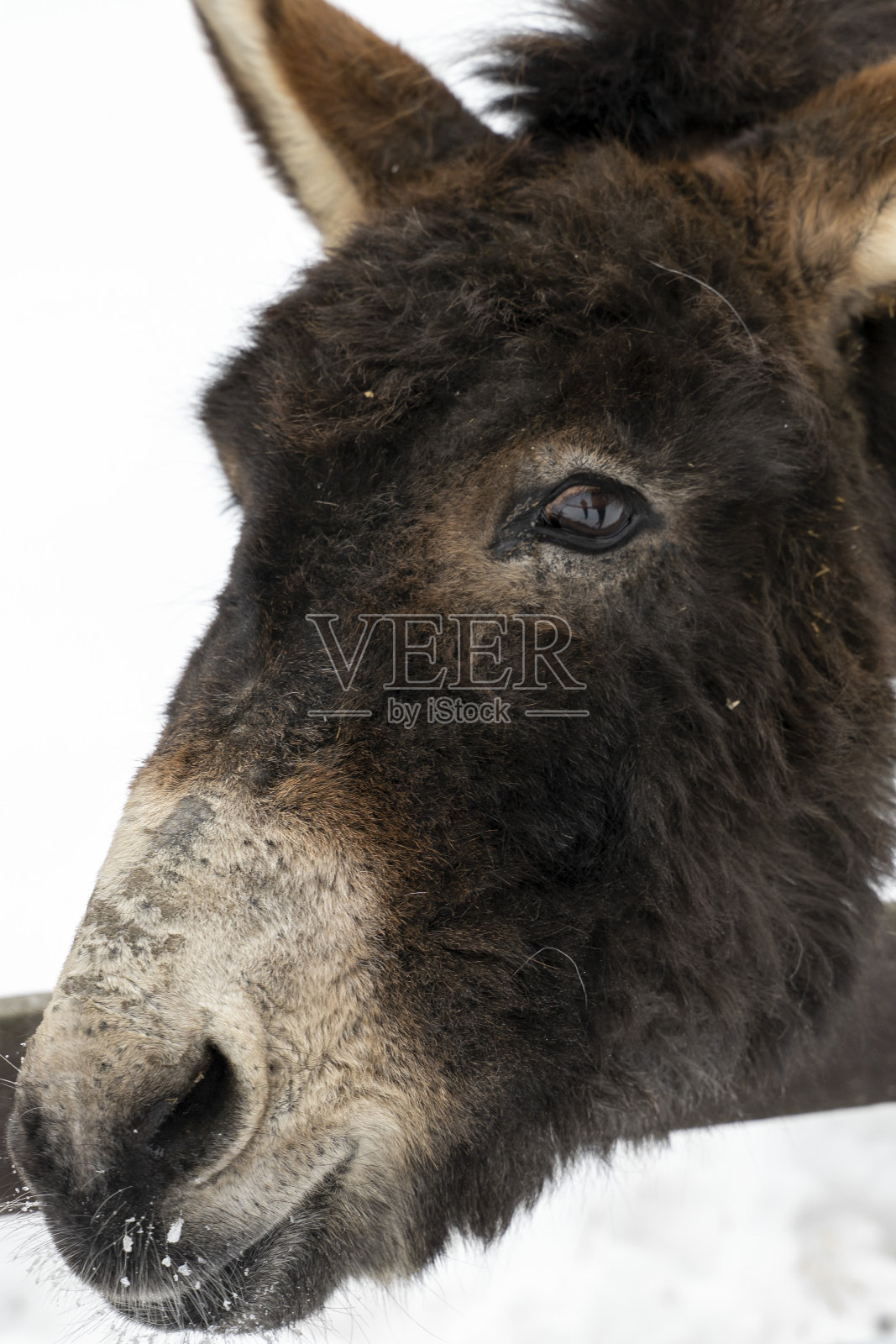冬天的驴子特写照片摄影图片