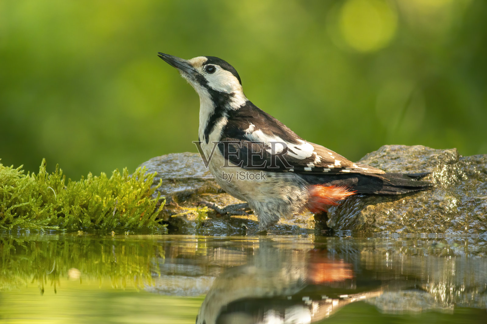 森林中的啄木鸟(叙利亚啄木鸟)照片摄影图片
