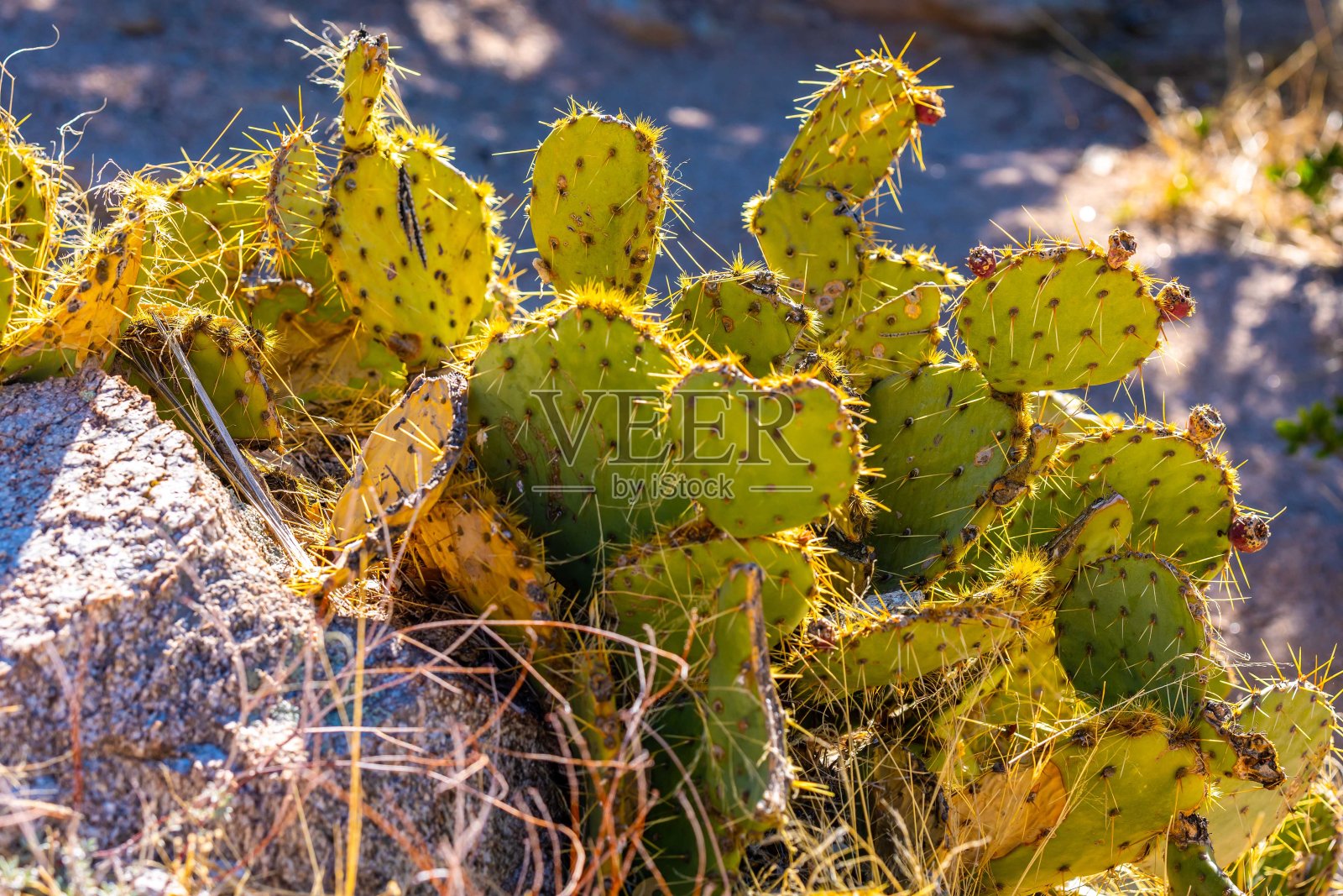 亚利桑那州图森市的俯瞰照片摄影图片