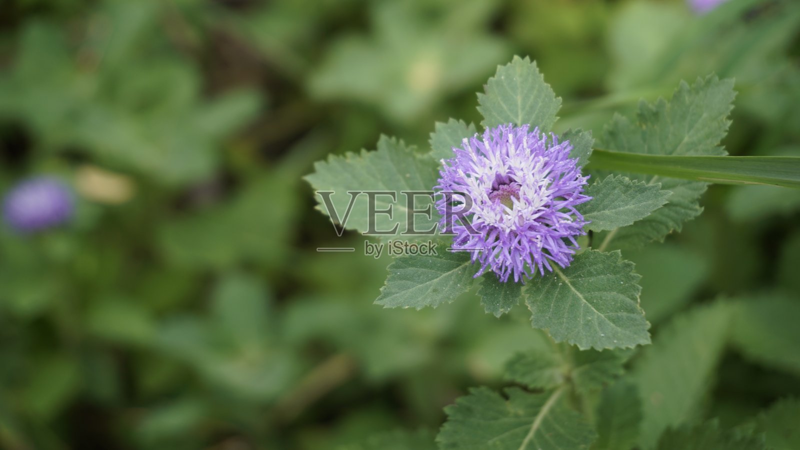 特写的美丽的花的斑点centtratherum也被称为云雀雏菊和巴西纽扣花。照片摄影图片