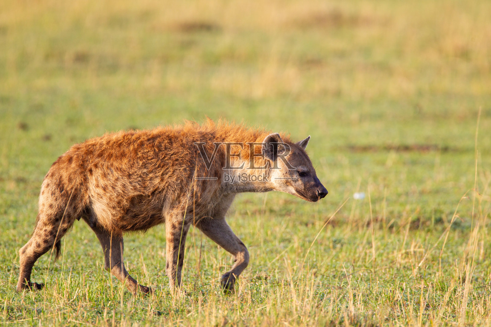 肯尼亚马赛马拉的草原上，一只斑点鬣狗正在穿越草原照片摄影图片